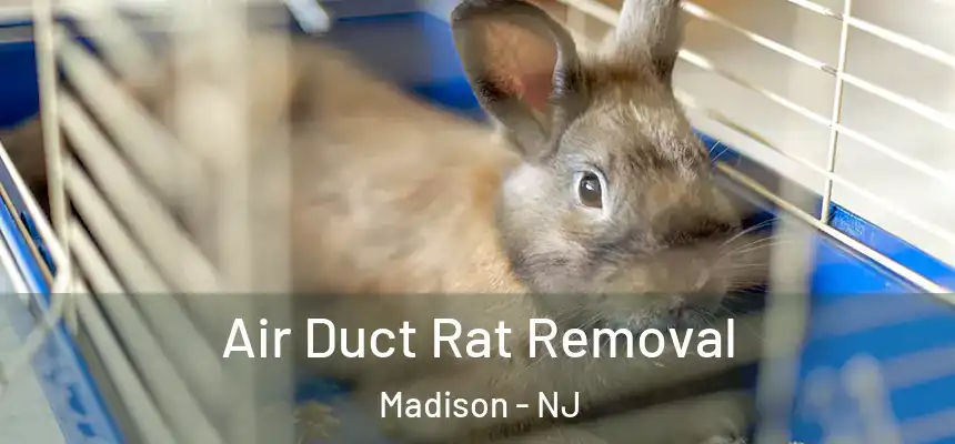 Air Duct Rat Removal Madison - NJ